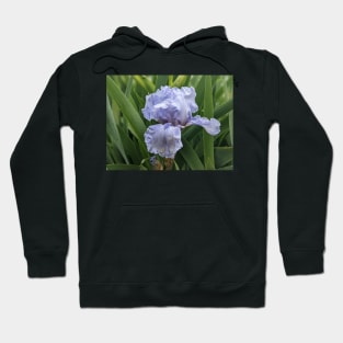 Fading Iris Hoodie